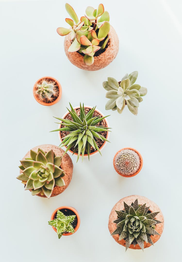 Potted Succulents And Cacti