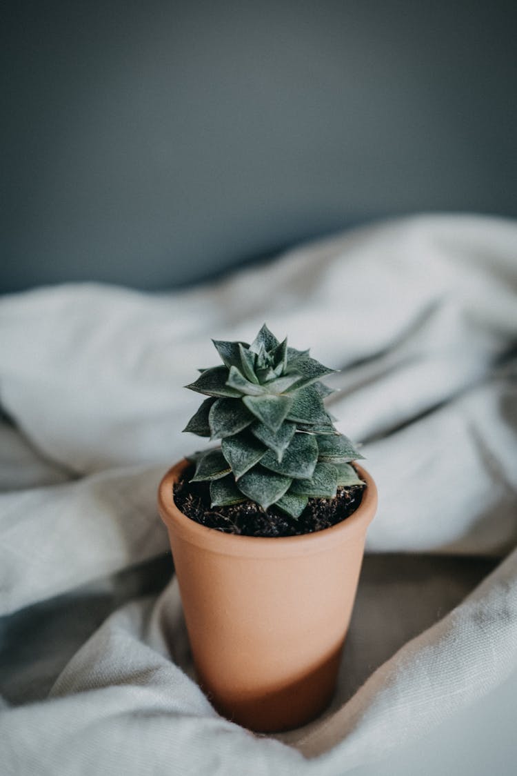 Potted Succulent On Fabric