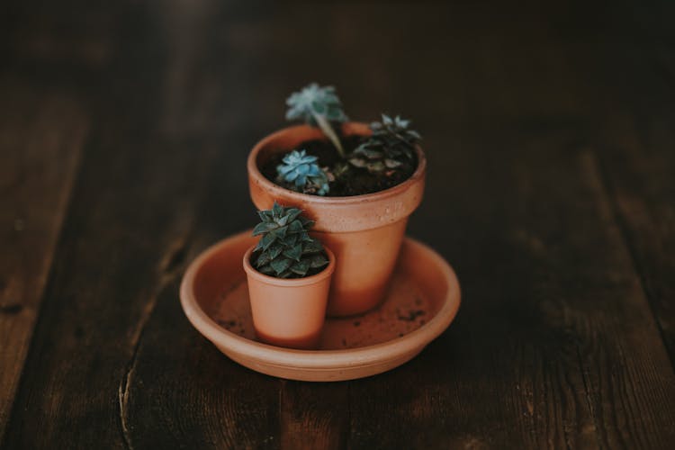 Succulents In Plant Pots