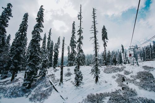 Free Captivating winter scenery featuring snow-covered conifer trees and a cable car in a frosty mountain setting. Stock Photo