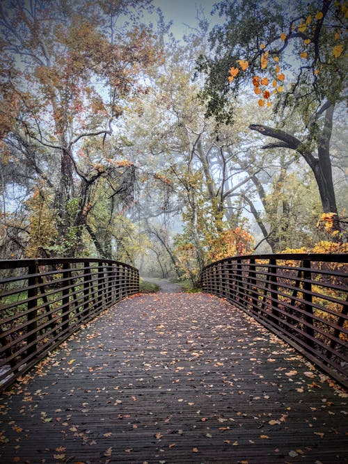 Free stock photo of autumn, autumn colors, bridges