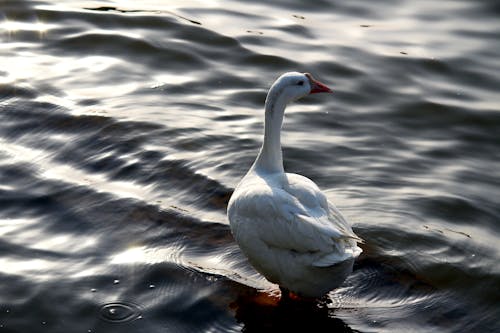 A Goose in the Water 