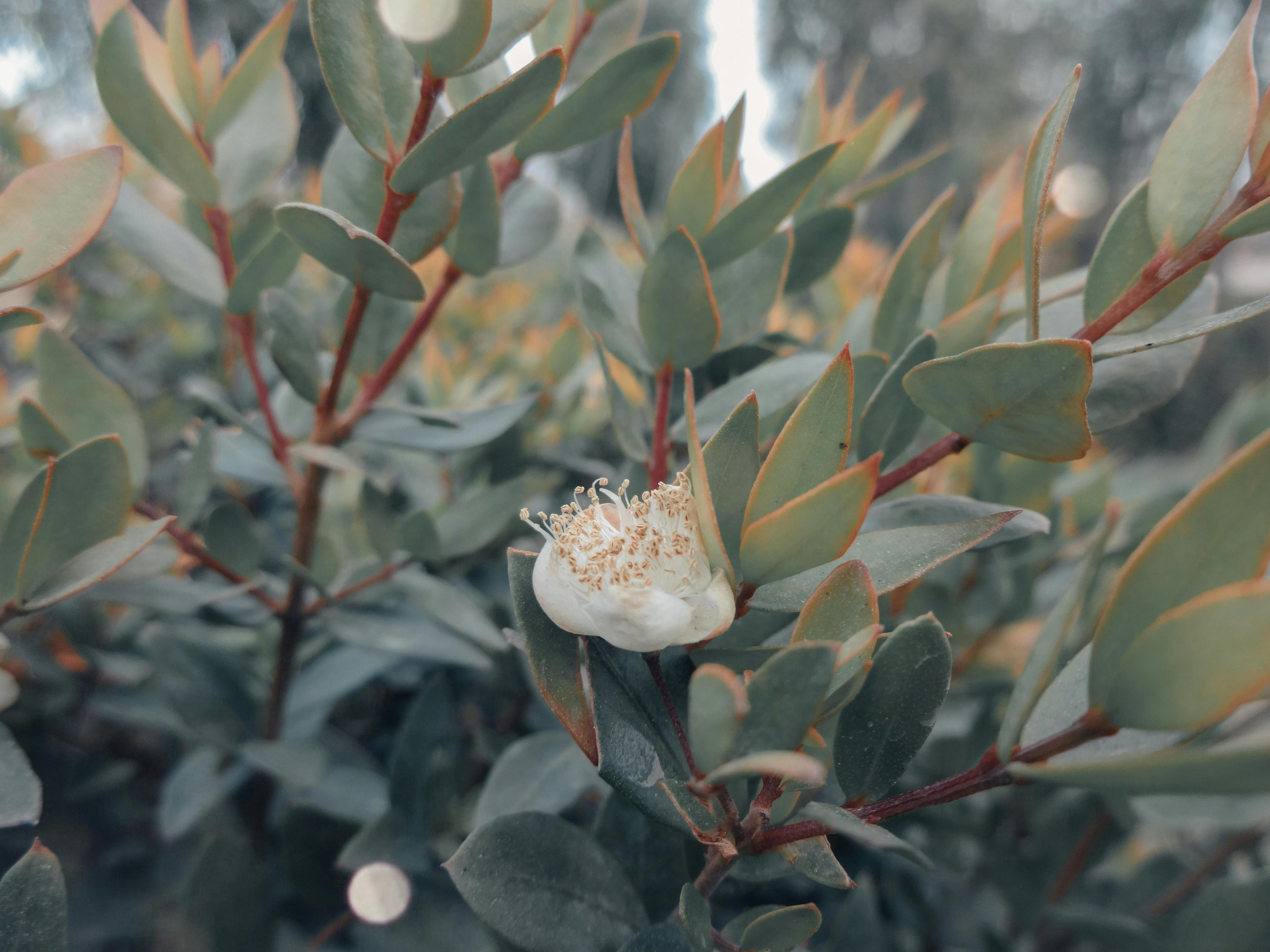 Georgian Khinkali and Wine