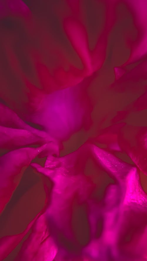 Free stock photo of english rose, rose, rose 4k Stock Photo