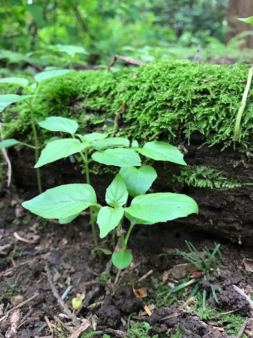 Immagine gratuita di foglie, foresta, molla