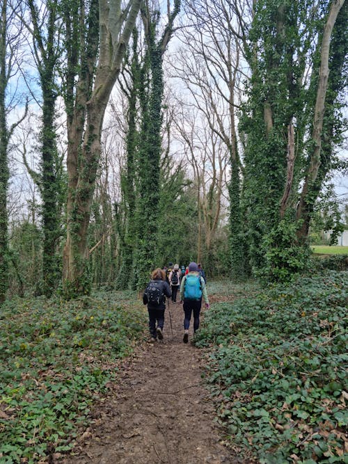 People Walking in Forest