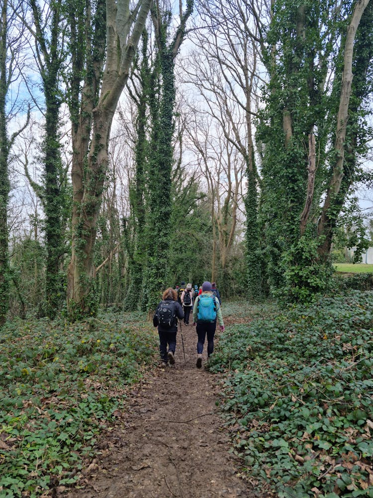 People Walking In Forest