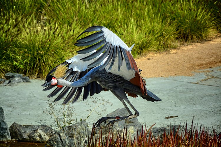 Grey Crowned Crane In Wild Nature