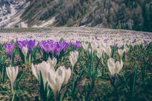 Photographie De Champ De Fleurs