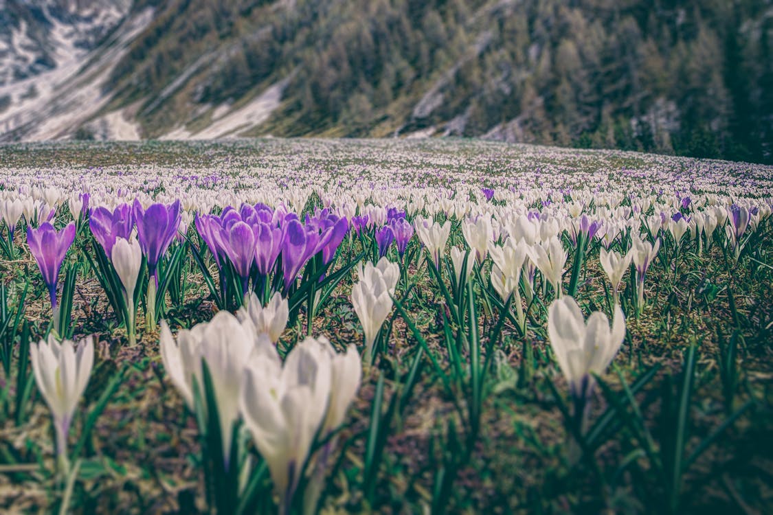 Fotografía De Campo De Flores