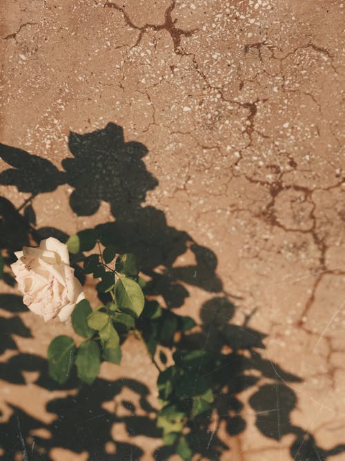 Rose Growing on Dry Ground