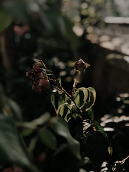 A moody close-up of dried flowers against a blurred garden background with natural lighting.