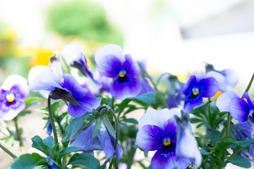 Free stock photo of blue, blue flowers, macro