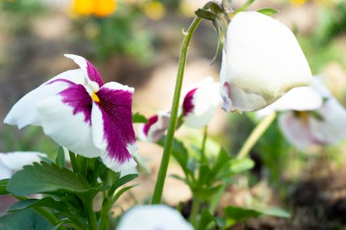 Free stock photo of macro, purple, spring flowers