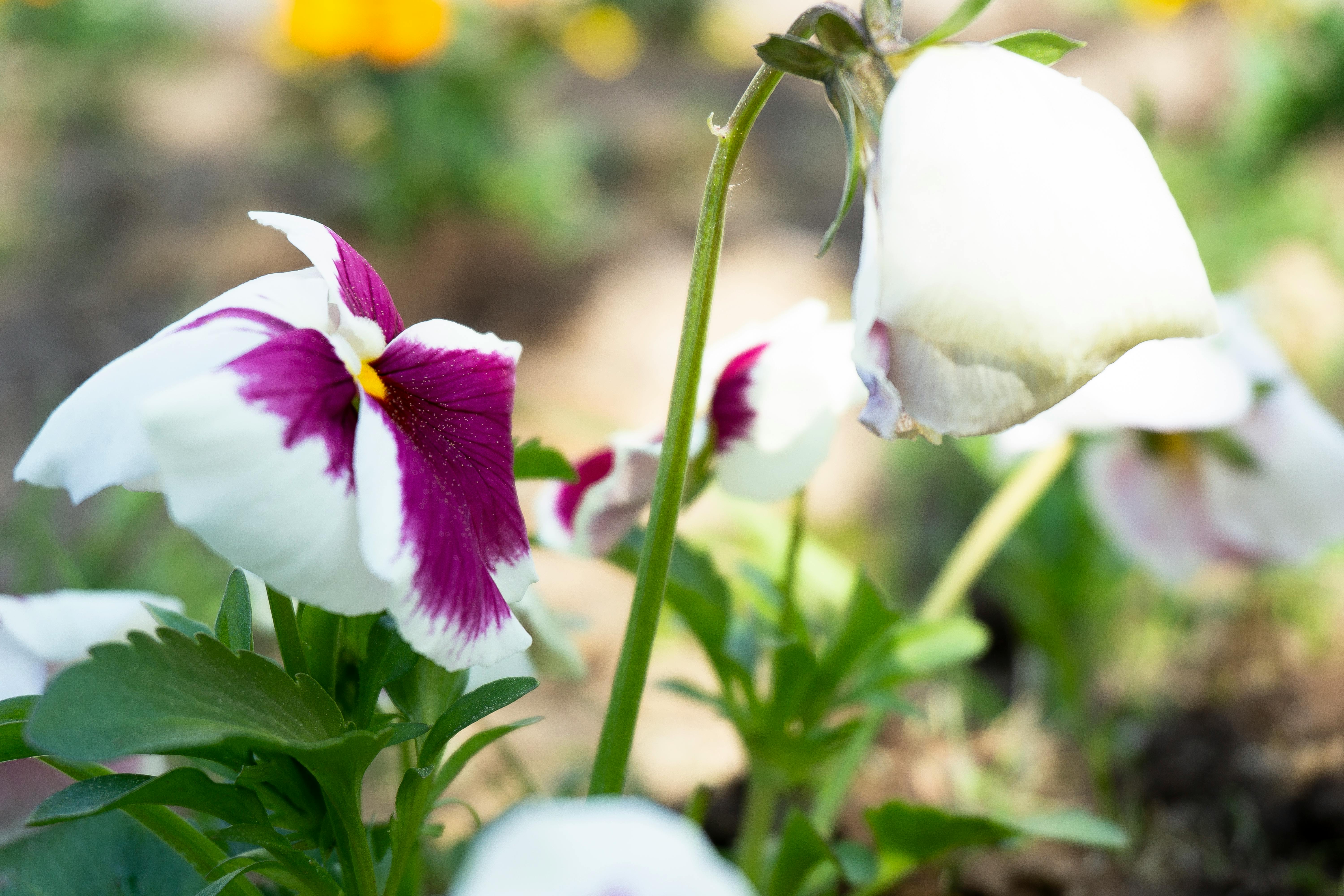 Photo Gratuite De Fleurs De Printemps Fleurs Printanieres Macro