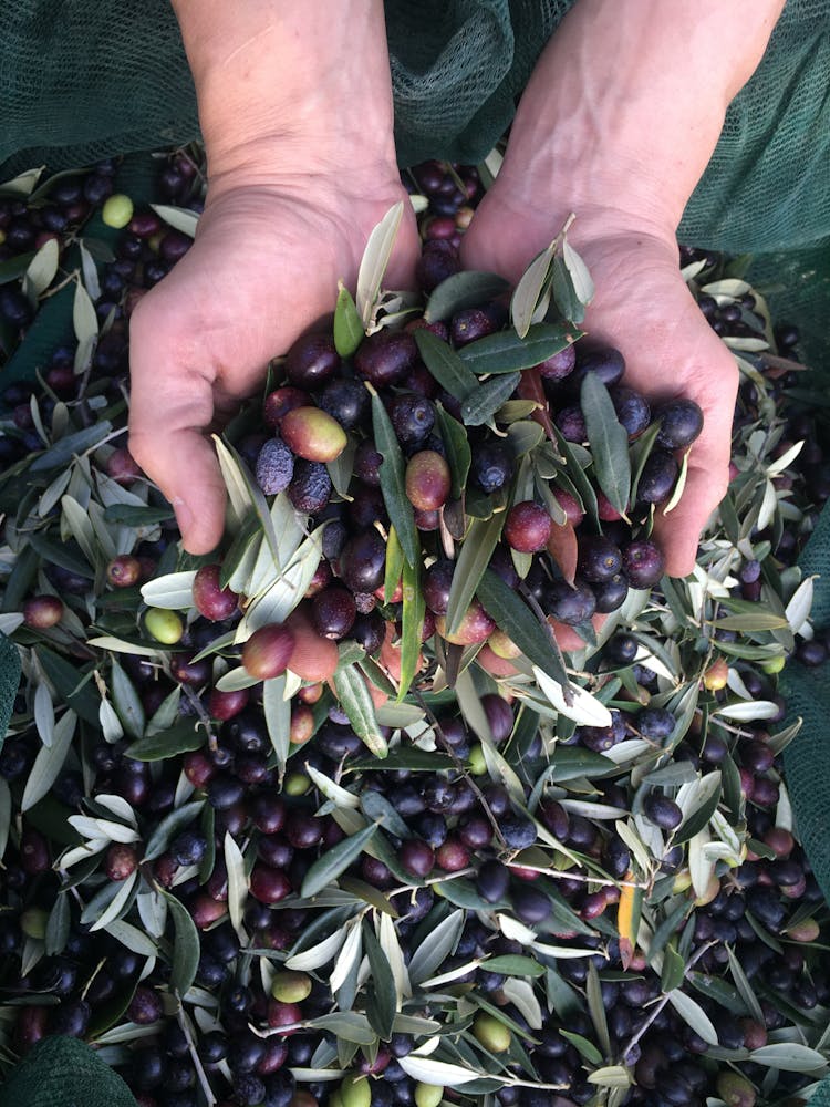 Person Holding Palms Of Berries