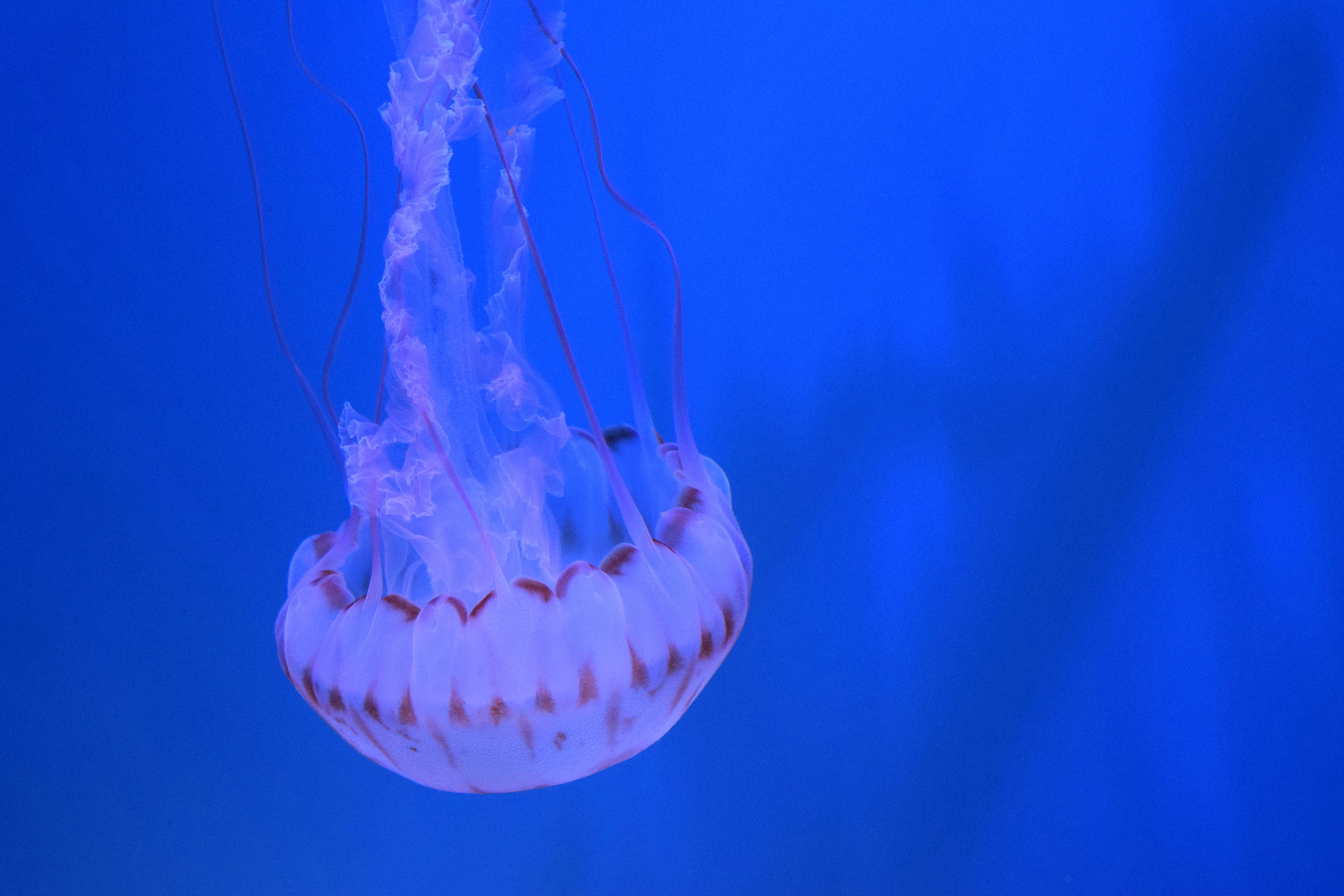 Sarmale cu mămăliguță