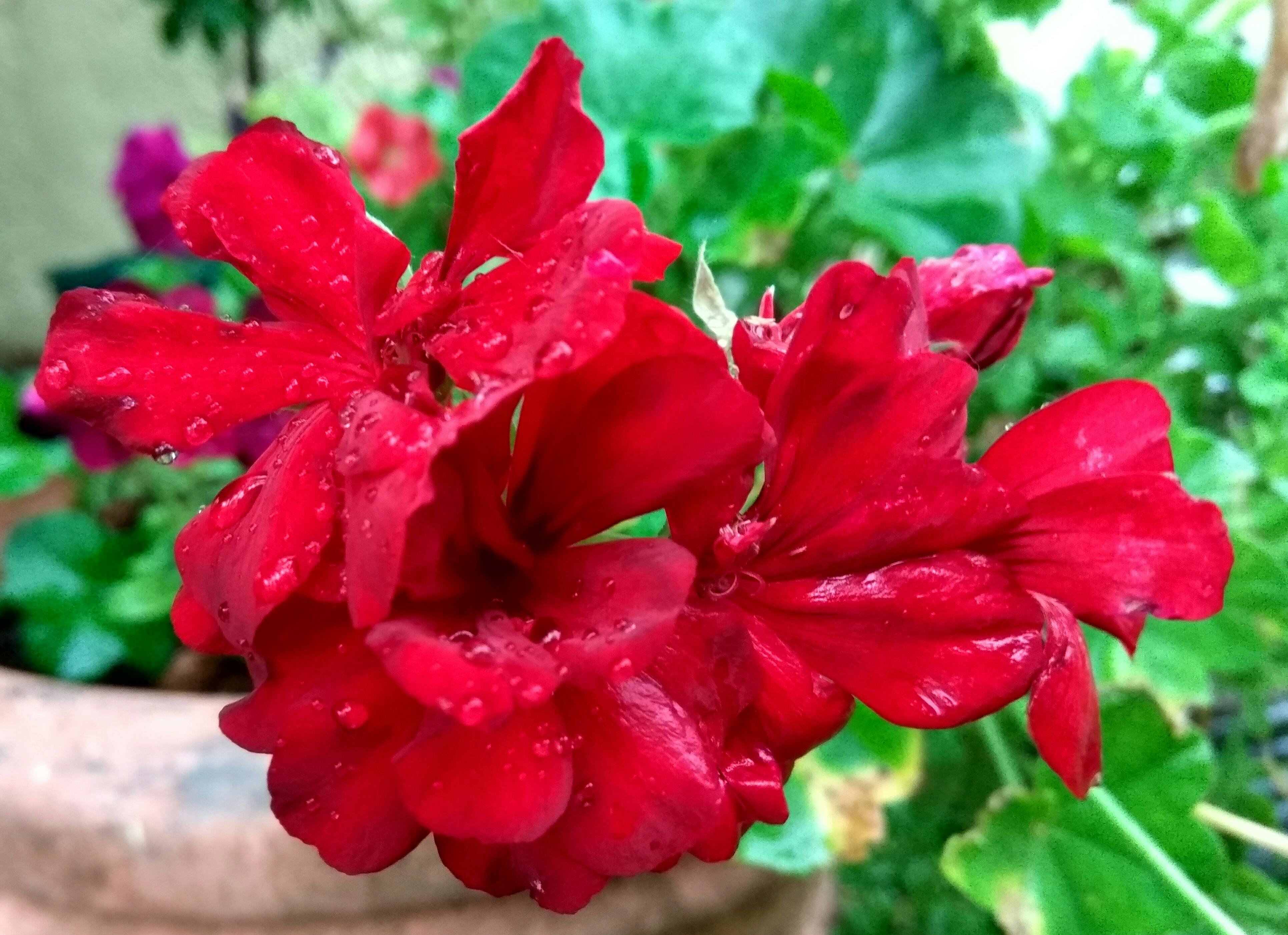 Mexican Elote street corn with cheese and chili