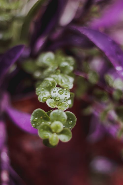 Fotos de stock gratuitas de amante de las plantas, cuidado de las plantas, lluvia