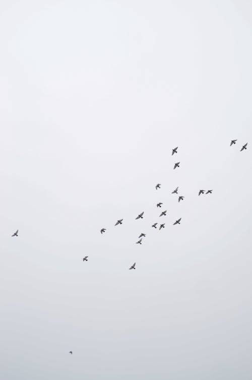 Fotos de stock gratuitas de aves voladoras, bandada de pájaros, cielo blanco