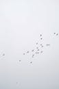 Flock of Birds Flying Under White Sky