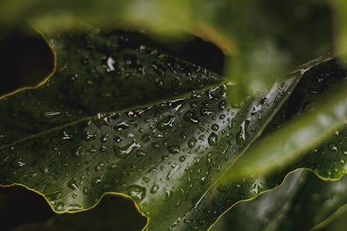 綠葉, 雨水, 雨滴 的 免费素材图片