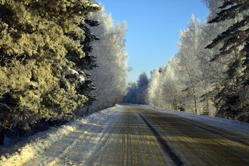 Fotos de stock gratuitas de bosque, carretera, destinos de viaje