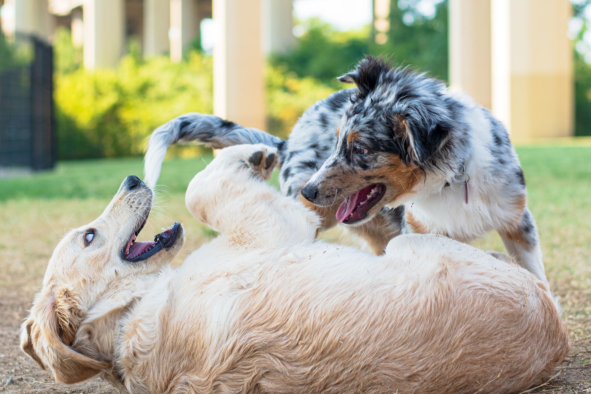 新北寵物友善景點:帶毛孩玩樂的公園咖啡步道全指南 Golden Retriever and Australian Shepherd playing in a park, Dallas outdoor scene.