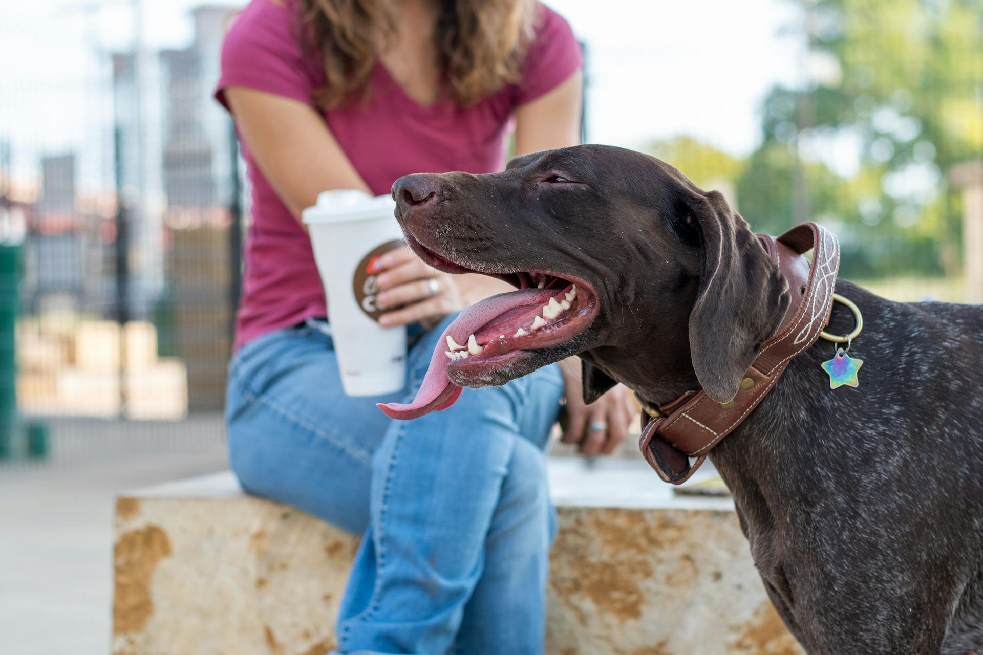 Dog with Tongue Out