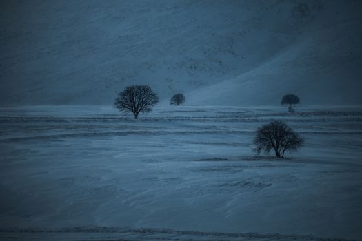 A tranquil winter scene featuring trees in a snowy landscape under a moody sky.