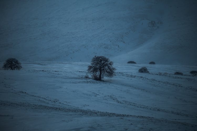 Tree In Snow In Winter