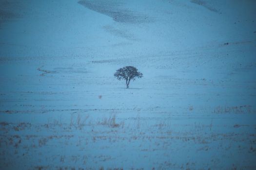 A lonely tree stands amidst a vast, snow-covered field under a cold winter sky.