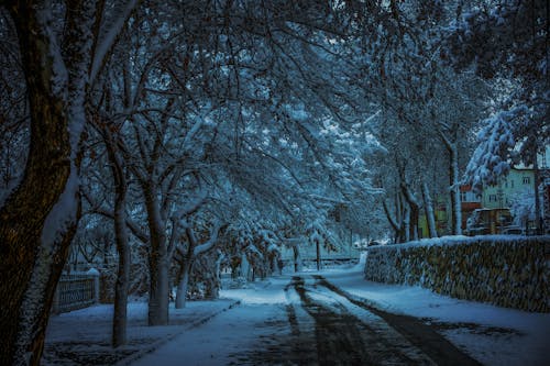 Imagine de stoc gratuită din alee, arbori, cale