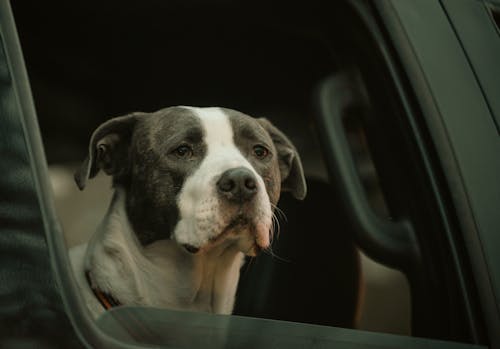 Dog Sitting Inside a Car