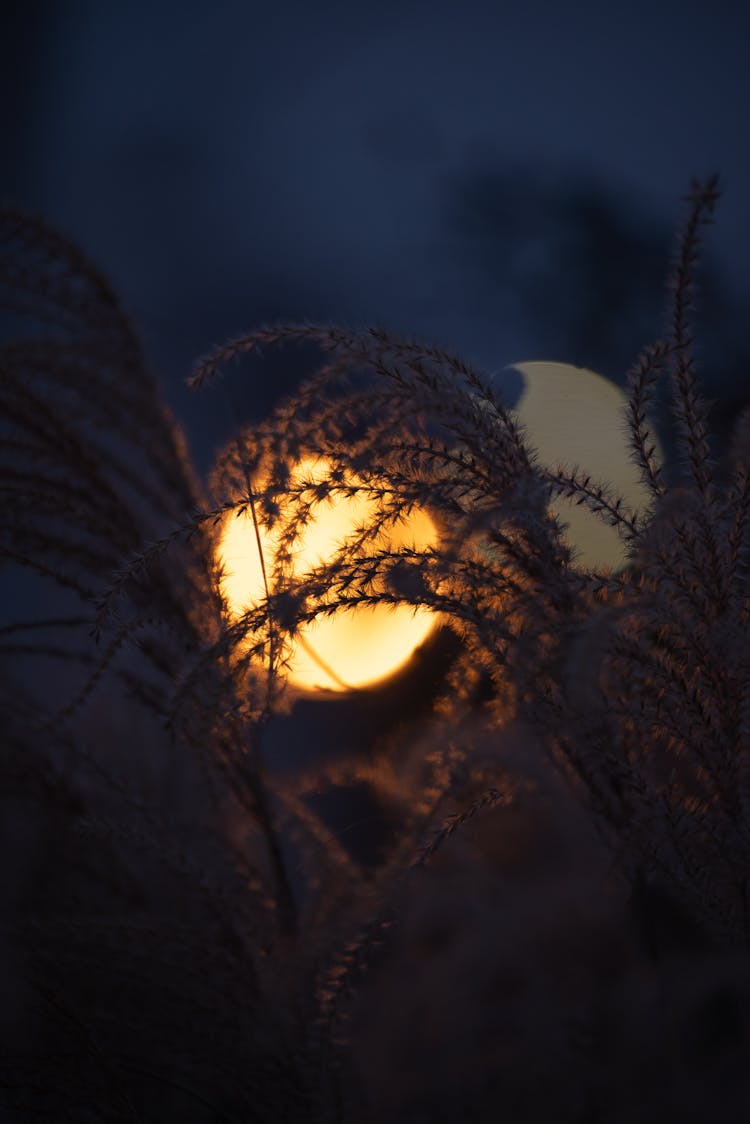 Moon Behind Plants