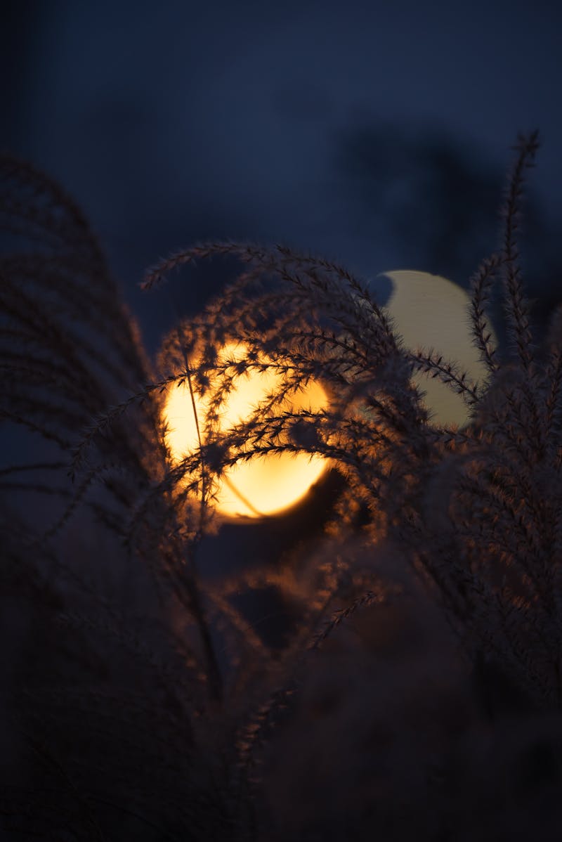 Enchanting night view of full moon illuminating silhouetted grass, creating a mystical ambiance