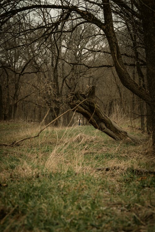 Darmowe zdjęcie z galerii z cień, drewno, drzewo