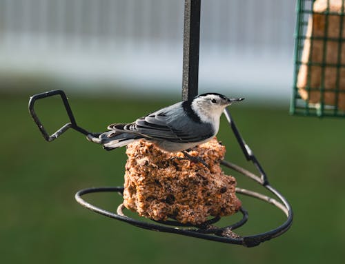 Free White-breasted Nuthatch Bird in Close-up Photography Stock Photo