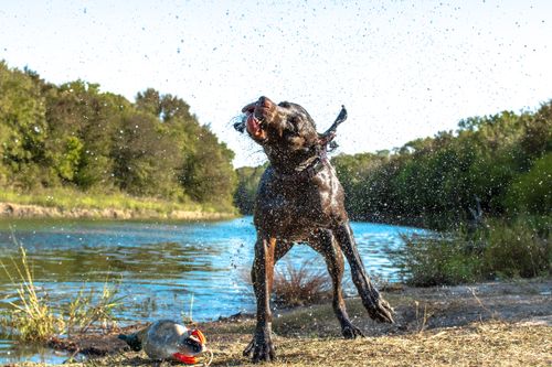 Free Wet German Shorthaired Pointer shaking off by a scenic riverbank. Stock Photo