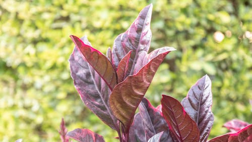 Free stock photo of blood plant, red leaves, red plant