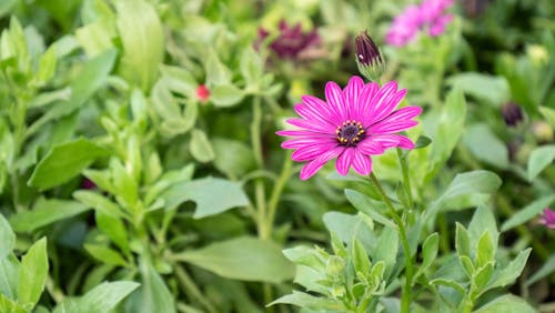 Free stock photo of beautiful flowers, pink flowers