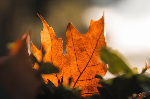 Fotobanka s bezplatnými fotkami na tému javorový list, oranžový list, selektívne zaostrenie