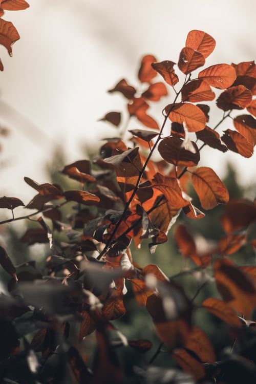 Free Close-up of warm brown leaves in autumn with soft sunlight and a blurred background for natural elegance. Stock Photo