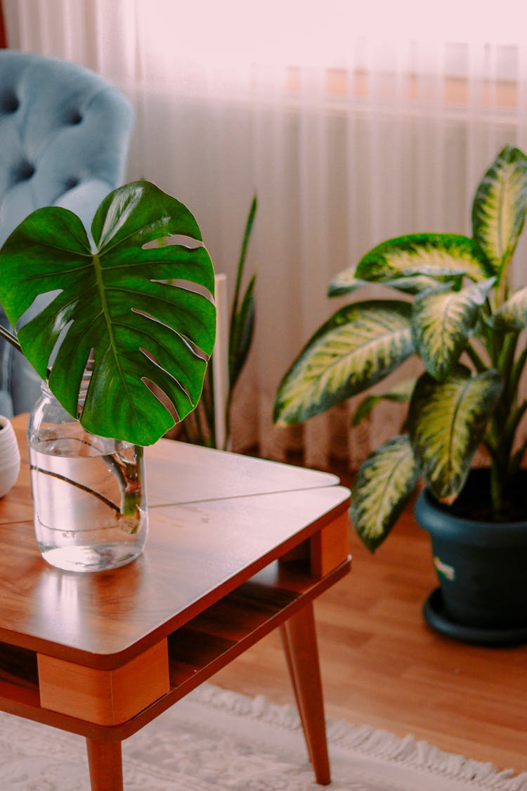 Plant Leaf In Glass On Table