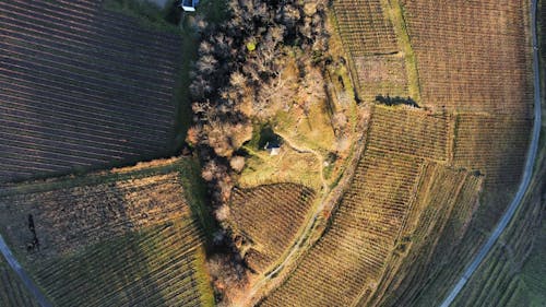 Foto d'estoc gratuïta de a l'aire lliure, agricultura, camp