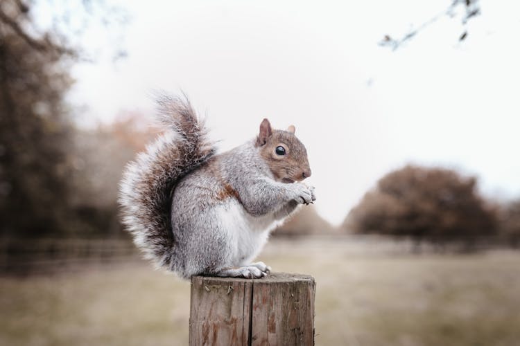 Squirrel Sitting On Wood Eating