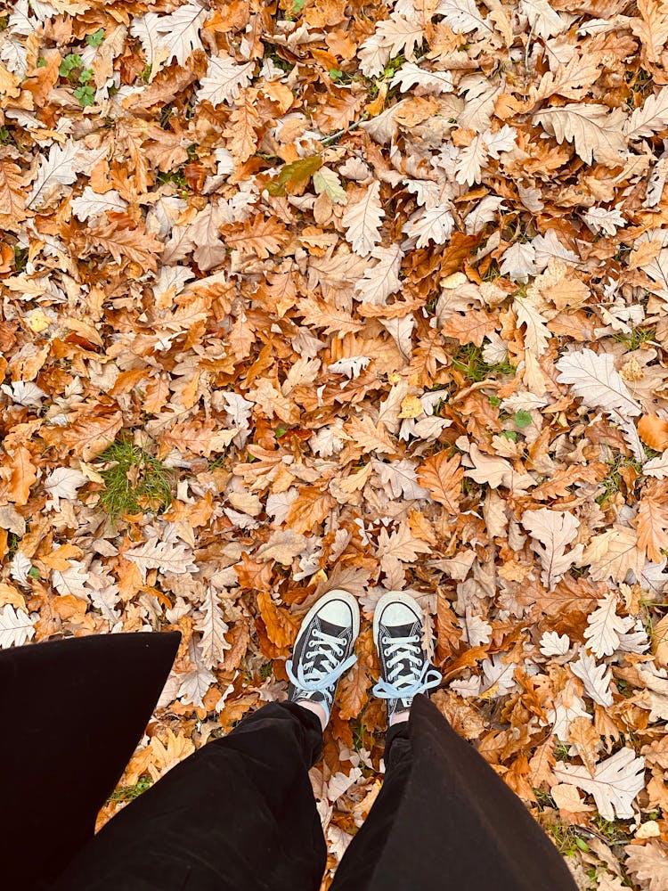 A Person Standing On Fallen Leaves 