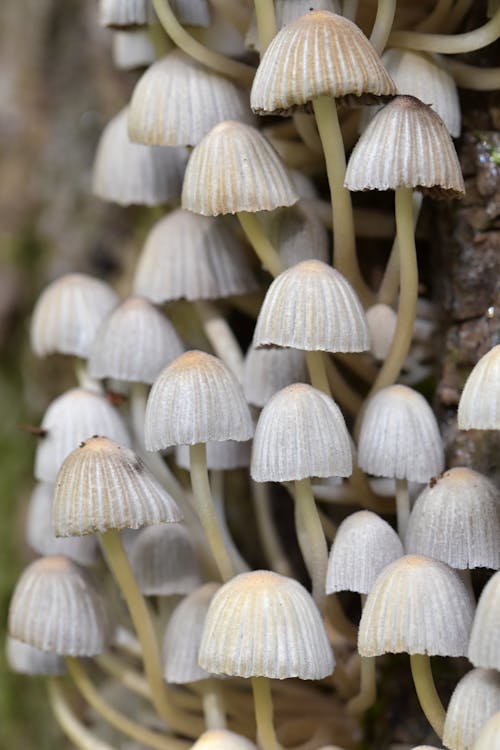 Free White Mushrooms in Close Up Photography Stock Photo