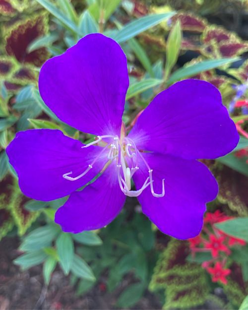 Free stock photo of beautiful flower, blooming flower, flower Stock Photo