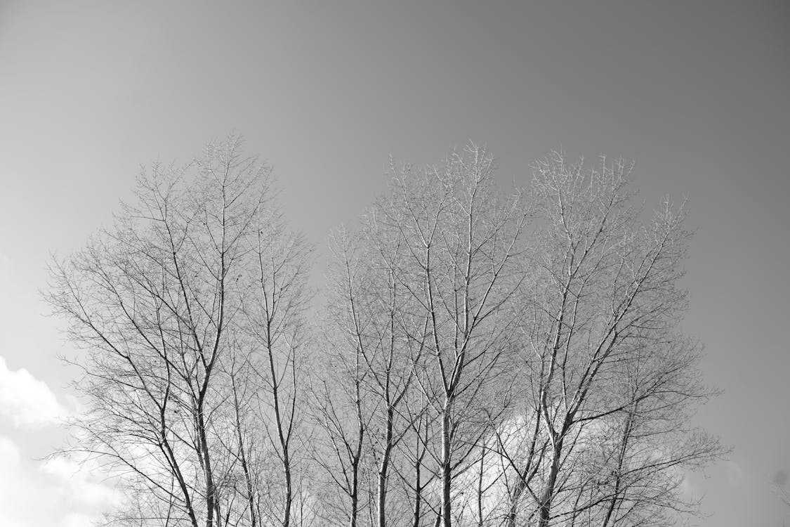 Photos gratuites de arbres nus, contre-plongée, échelle des gris